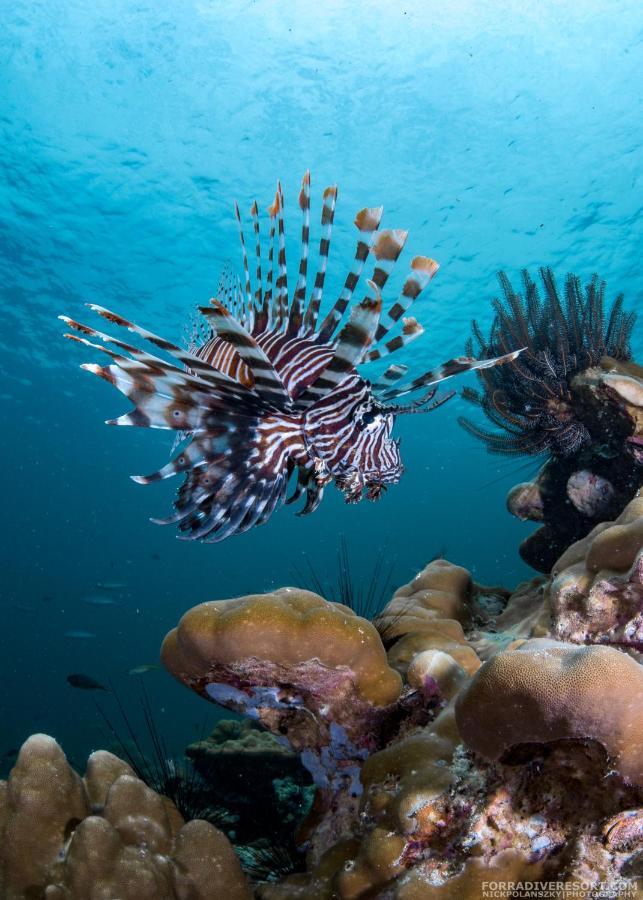 Forra Dive Resort Sunrise Koh Lipe Extérieur photo
