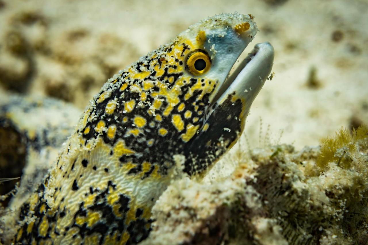 Forra Dive Resort Sunrise Koh Lipe Extérieur photo