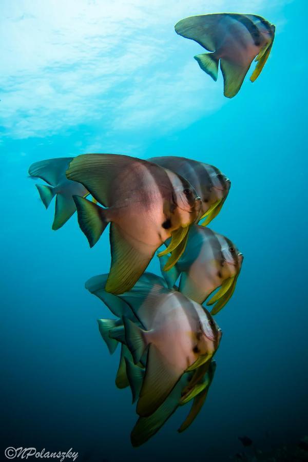 Forra Dive Resort Sunrise Koh Lipe Extérieur photo